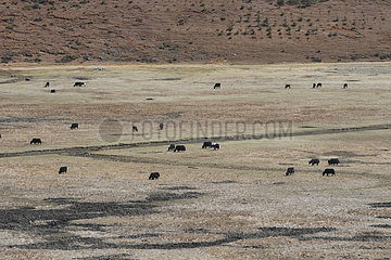 Domestic Yaks (Bos grunniens)  Shangri La  Tibet  China