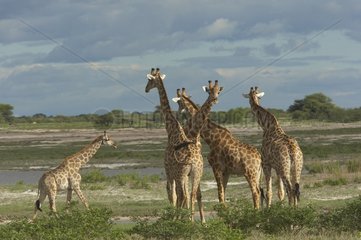 Giraffes Etosha National Park Namibia