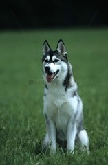 Siberian Husky sitted in grass