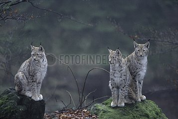 Boreal lynx on rock Bayerischer wald Germany