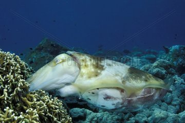 Broadclub -Tintenfische  der in einer Korallen -Indonesien liegt