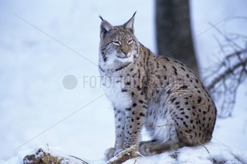 Lynx Boréal dans la neige Allemagne