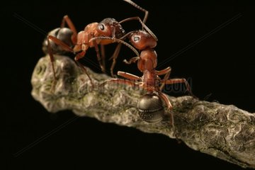 Russet-red ants on a branch Netherlands