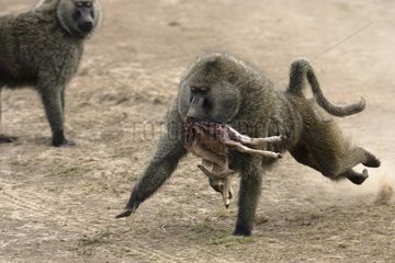 Anubis baboons fighting for gazelle Masai Mara Kenya