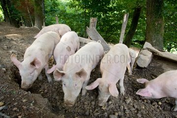 Pigs reared outdoors Ferme Auberge des Buissonets