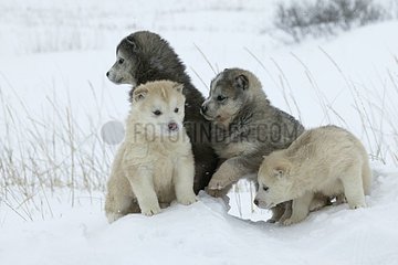 Chiots de Husky du Canada dans la neige