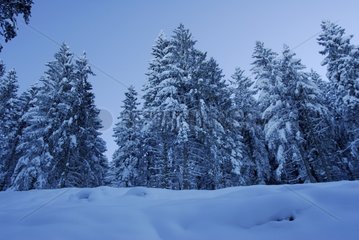 Coniferes Forest unter Schnee Chartreuse Massiv Frankreich