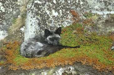 Silvery red fox lied down on a vegetal carpet Norway