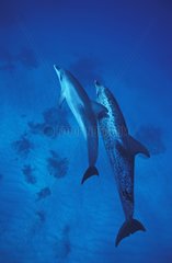Atlantic spotted dolphin mother and calf Bahamas