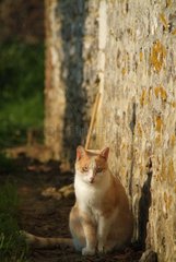 Sitted male cat counters a wall bordering a garden France