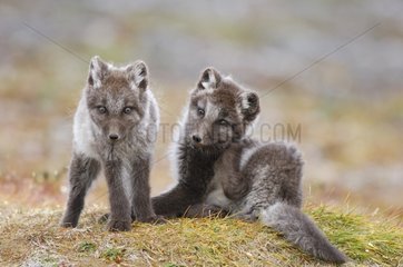 Arctic fox cubs near their burrow Nunavut Canada