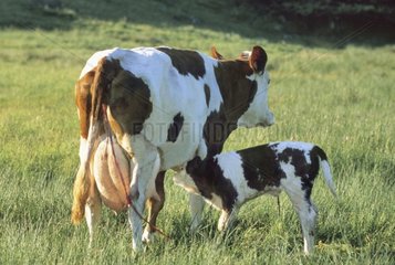 Neugeborenes Kalbfleisch von Montbéliard -Rasse  die seine Mutter Frankreich zubereitet