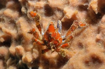 Spider crab going on a red sponge