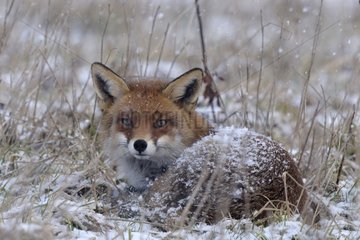 Red Fox at rest in a fallow under the snow shower