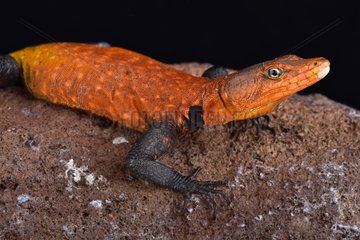 Emperor flat lizard (Platysaurus imperator) is the largest species of its family. They are found in Mozambique and Zimbabwe.