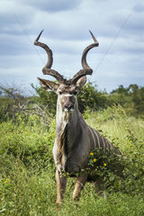 Greater kudu (Tragelaphus strepsiceros) in Kruger National park  South Africa.