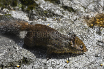 Pere David's rock squirrel (Sciurotamias davidianus)  Shanxii  China