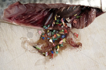 Micro plastic debris on fish stomach. Portugal - Composite image. Composite image