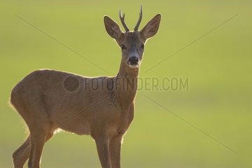Roe deer (Capreolus capreolus) Buck  Burgundy  France