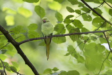 Rose-ringed Parakeet (Psittacula krameri) introduced species  Paris surrounding  France