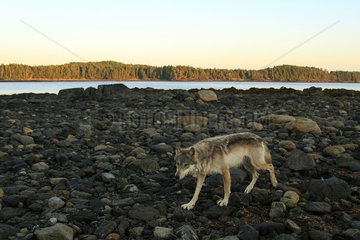 Wolf (Canis lupus) on rocky beach  Great Bear Rainforest  British Columbia  Canada