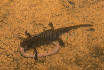 Palmated Newt (Triturus helveticus) eating a worm in the water  Northern Vosges Regional Nature Park  France
