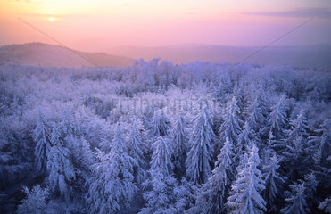 Snowy peaks of Northern Vosges  Regional Natural Park of Northern Vosges  France