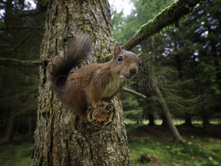 A curious Red Squirrel (Sciurus vulgaris) perches to observe the photographer  Yorkshire Dales  UK.
