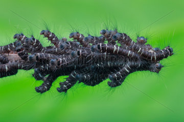 An army of caterpillars on a dead branch.