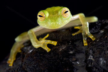 Glass frog (Hyalinobatrachium cappellei)