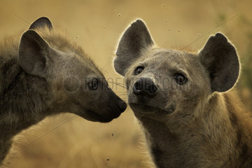 A pregnant Hyena (Crocuta crocuta) with a young cub in Queen Elizabeth National Park  Uganda