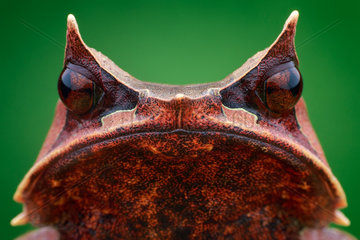 A female Malayan horned frog (Megophrys nasuta) portrait.