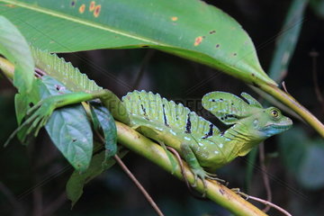 Green Basilisk (Basiliscus plumifrons)  Costa Rica