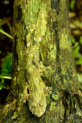 Mocquard's Madagascar Ground Gecko (Paroedura bastardi)  Madagascar  Andre Peyrieras Collection  Mandrake Park