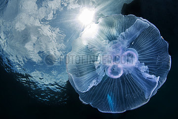 Moon Jellyfish (Aurelia aurita)  Lembeh strait  Indonesia