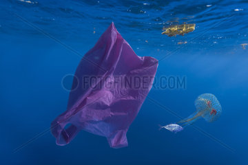Plastic bag and a Mauve Stinger (Pelagia noctiluca)  with a young drift fish. Contrast between a piece of hazardous waste and healthy nature. Concept image. Azores - Composite image. Composite image