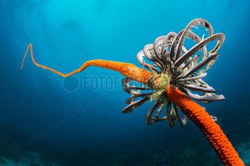 Feather star on whip coral  Dauin  Philippines