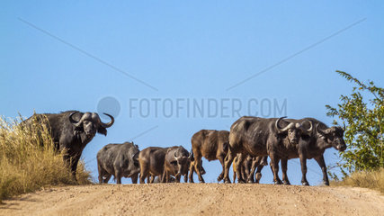 African buffalo (Syncerus caffer) in Kruger National park  South Africa.