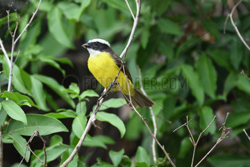 Social Flycatcher (Myiozetetes similis) on a branch  Pantanal  Brazil