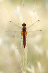 Scarlet dragonfly (Crocothemis erythraea)  Arles  Provence  France