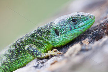 Portrait of Western Green Lizard (Lacerta bilineata) male  Bollenberg  Haut-Rhin  Alsace  France