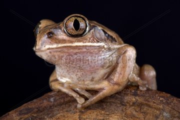 The Mozambique tree frog (Leptopelis mossambicus) is a large tree frog species found in Southern Africa.