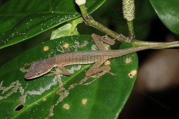 Carpenter Anole (Anolis carpenteri) on leaf  Costa Rica
