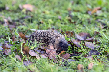 European hedgehog (Erinaceus europaeus) in the grass in search of food in winter  Country Garden  Lorraine  France