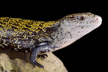 The kei island blue-tongued skink (Tiliqua gigas keyensis) is endemic to the Kei islands  part of Indonesia.