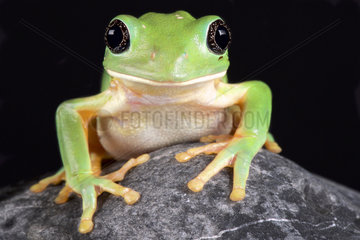 The Mexican leaf frog  (Pachymedusa dacnicolor) is a giant tree frog species endemic to Mexico.