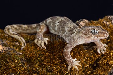 The Southern Alps gecko (Woodworthia 'Southern Alps') is able to survive even in very high mountains (has a range up to at least 1800m asl) endemic to New Zealand.