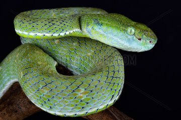 The Indonesian pit viper (Parias hageni) is a large tree viper species found on Sumatra and Banka island parts of Indonesia.