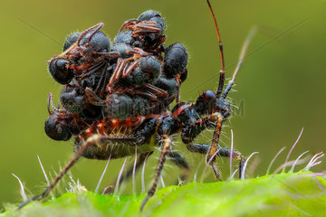 Ant snatching assassin bug (Acanthaspis petax) carrying ants' corpses on its back for camouflage.