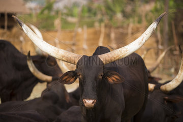 Cattle market Cows and bull sold in Yaounde  Cameroon